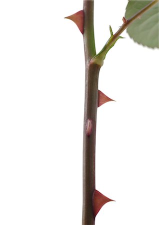simsearch:633-01272536,k - Rose stem with thorns Stock Photo - Premium Royalty-Free, Code: 695-05778430