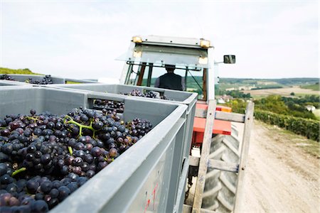 food production - France, Champagne-Ardenne, Aube, grapes in large bins being hauled by tractor Stock Photo - Premium Royalty-Free, Code: 695-05779695