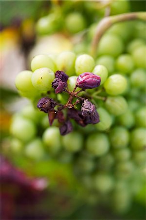 ruined food - Raisins and grapes on stem Stock Photo - Premium Royalty-Free, Code: 695-05779719