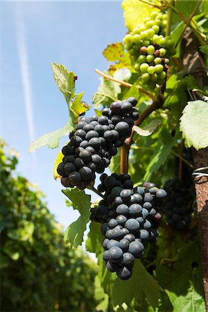 France, Champagne-Ardenne, Aube, grapes growing on vine Stock Photo - Premium Royalty-Free, Code: 695-05779710