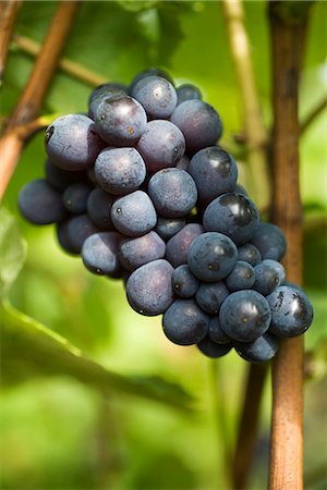 red grape - Black grapes growing on vine Stock Photo - Premium Royalty-Free, Code: 695-05779713