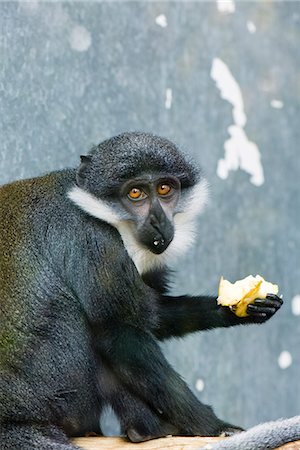 Diana Monkey (Cercopithecus diana), eating fruit Stock Photo - Premium Royalty-Free, Code: 695-05779728