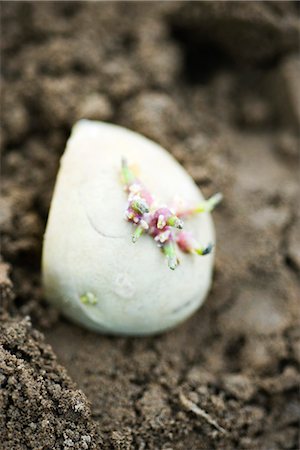 potato farm - Seed potato being planted, close-up Stock Photo - Premium Royalty-Free, Code: 695-05779837