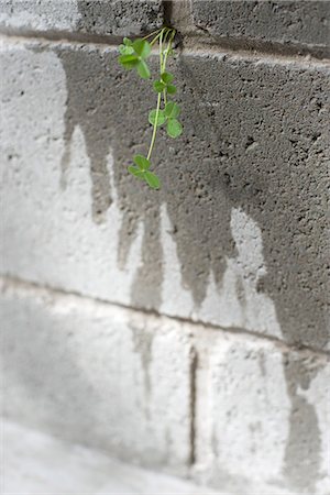 Weed growing out from crack in wall Stock Photo - Premium Royalty-Free, Code: 695-05770889