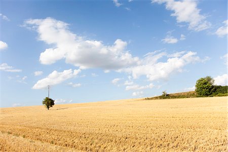 Wheatfield on hillside Stock Photo - Premium Royalty-Free, Code: 695-05771872