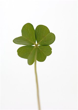 Four- leaf clover Foto de stock - Sin royalties Premium, Código: 695-05772099