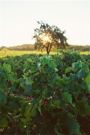 Vineyard at sunrise Stock Photo - Premium Royalty-Free, Code: 695-05772287