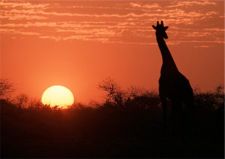 simsearch:700-06645854,k - Giraffe at sunset, Kenya, Africa Stock Photo - Premium Royalty-Free, Code: 695-05772900