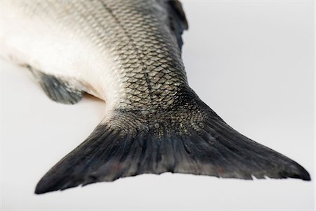 Raw fish, close-up of tail Foto de stock - Sin royalties Premium, Código: 695-05780193
