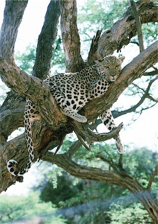 panthers - African Leopard (Panthera pardus) napping in tree Stock Photo - Premium Royalty-Free, Code: 695-03381371