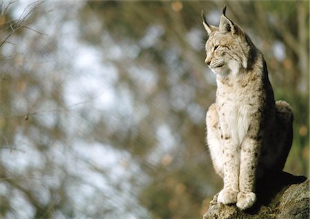 Eurasian Lynx (Lynx lynx) sitting on rock, Germany, full length Stock Photo - Premium Royalty-Free, Code: 695-03381389