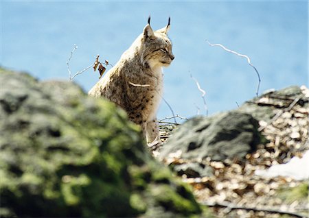 Eurasian Lynx (Lynx lynx), Germany, selective focus Stock Photo - Premium Royalty-Free, Code: 695-03381390