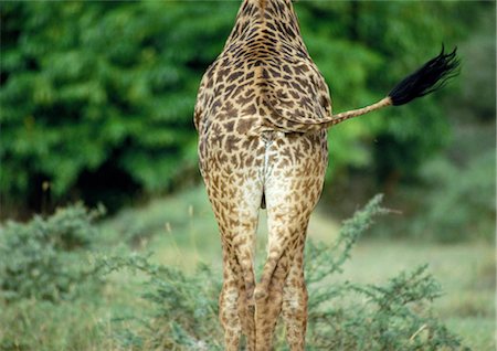 Masai Giraffe (Giraffa camelopardalis tippelskirchi) swishing tail, rear view of mid-section Stock Photo - Premium Royalty-Free, Code: 695-03381432