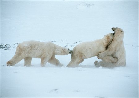 snow fight - Polar Bears (Ursus maritimus), two playfighting in snow while a third sniffs his companion's rear end Stock Photo - Premium Royalty-Free, Code: 695-03381446