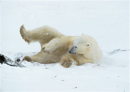 Polar Bear (Ursus maritimus) lying in snow with legs up Stock Photo - Premium Royalty-Free, Code: 695-03381450