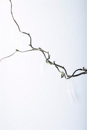 Feathers hanging from branch Stock Photo - Premium Royalty-Free, Code: 695-03390450