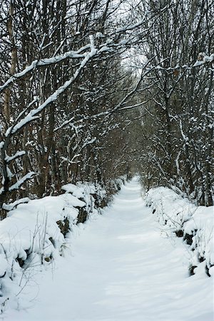 simsearch:614-06718312,k - Chemin bordé d'arbres dans la neige Photographie de stock - Premium Libres de Droits, Code: 695-03390557