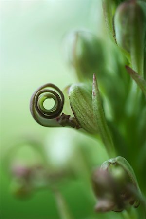 Wild orchid, extreme close-up Stock Photo - Premium Royalty-Free, Code: 695-03390645