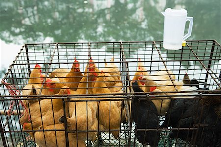 Poultry in cages Stock Photo - Premium Royalty-Free, Code: 696-03394470