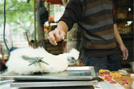 Poultry on scale in market Stock Photo - Premium Royalty-Free, Code: 696-03394471