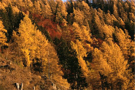 simsearch:696-03394776,k - Forêt avec couleur d'automne Photographie de stock - Premium Libres de Droits, Code: 696-03394863