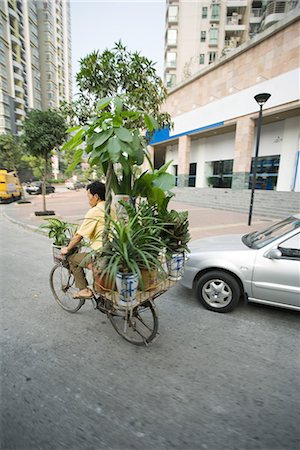 riding bike with basket - China, Guangdong Province, Guangzhou, man transporting houseplants on bicycle Stock Photo - Premium Royalty-Free, Code: 696-03394896