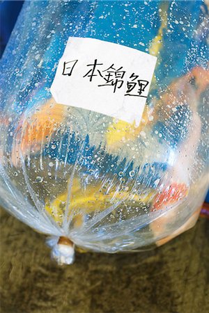 Label on bag full of goldfish Foto de stock - Sin royalties Premium, Código: 696-03394914