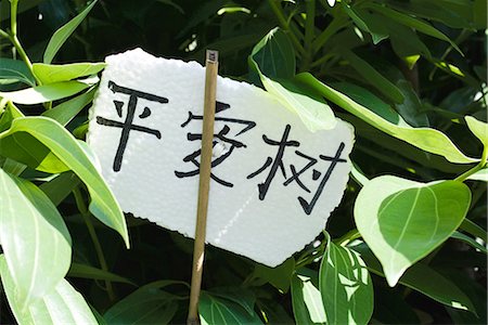 Label on plant in Chinese characters Foto de stock - Sin royalties Premium, Código: 696-03394915