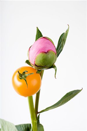 pink round flower - Cherry tomato and flower bud on stems, close-up Stock Photo - Premium Royalty-Free, Code: 696-03395557