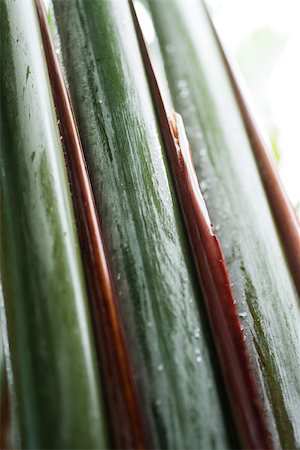 Extreme close-up of ribbed leaf Stock Photo - Premium Royalty-Free, Code: 696-03395722