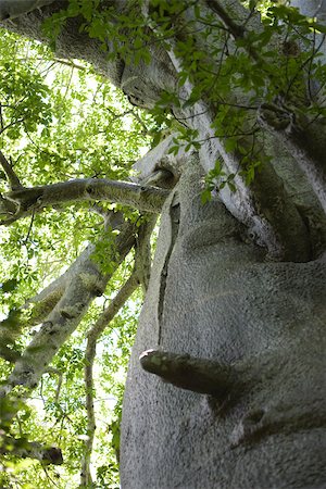 Baobab tree, close-up, low angle view Stock Photo - Premium Royalty-Free, Code: 696-03395735
