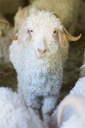 Angora goat in barn, looking at camera Foto de stock - Sin royalties Premium, Código: 696-03395744