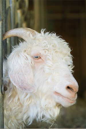 simsearch:614-06043612,k - Angora goat, close-up Stock Photo - Premium Royalty-Free, Code: 696-03395745