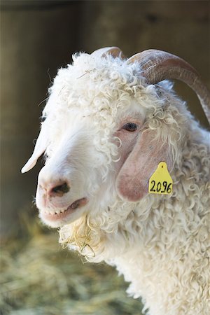 Angora goat with identification tag on ear, close-up Stock Photo - Premium Royalty-Free, Code: 696-03395743