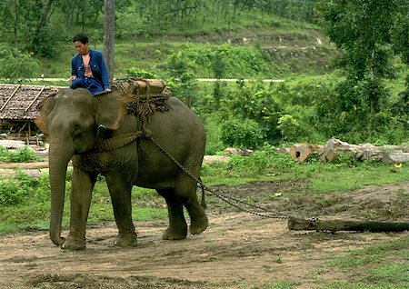 elephant chain - Man on elephant pulling log Stock Photo - Premium Royalty-Free, Code: 696-03396325