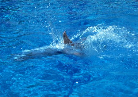 simsearch:6119-07451337,k - Person underwater in swimming pool Foto de stock - Sin royalties Premium, Código: 696-03396829