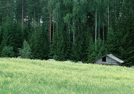 exterior color for house in the forest - Scandinavia, log cabin at edge of forest Stock Photo - Premium Royalty-Free, Code: 696-03397164