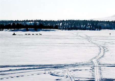 Finland, tracks across snow, snowmobile and reindeer in distance Stock Photo - Premium Royalty-Free, Code: 696-03397235