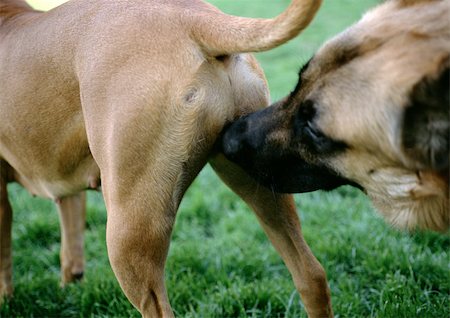 female rear end - Dog sniffing other dog's rear, close-up Stock Photo - Premium Royalty-Free, Code: 696-03398376