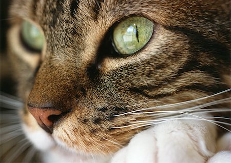 Cat's face, close up. Stock Photo - Premium Royalty-Free, Code: 696-03398384
