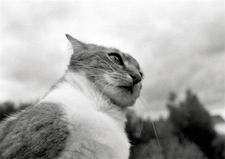 silhouette black and white - Cat's face, low angle view, black and white. Stock Photo - Premium Royalty-Free, Code: 696-03398402