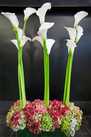 Three calla lily kept on the floor Stock Photo - Premium Royalty-Free, Code: 693-05794558