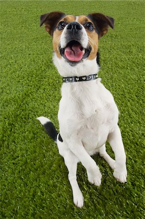 simsearch:700-06570975,k - Jack Russell terrier sitting on hind legs, elevated view Stock Photo - Premium Royalty-Free, Code: 693-06018968