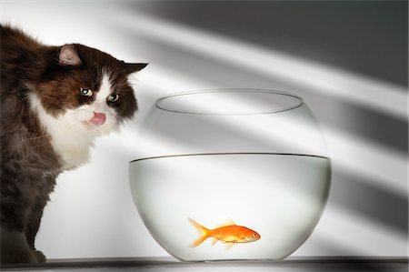 Cat looking at goldfish in fishbowl Foto de stock - Sin royalties Premium, Código: 693-06019015