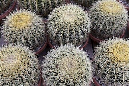 simsearch:400-04882980,k - Vue d'angle élevé de plantes cactus Photographie de stock - Premium Libres de Droits, Code: 693-06120943