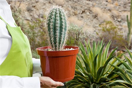 simsearch:649-07280682,k - Abdomen d'une femme senior holding plante de cactus en pot Photographie de stock - Premium Libres de Droits, Code: 693-06324024