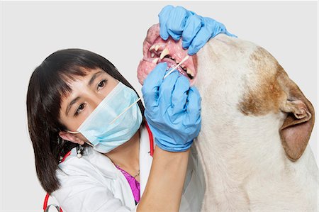 simsearch:649-06000978,k - Female vet cleaning dog's teeth over gray background Stock Photo - Premium Royalty-Free, Code: 693-06378734