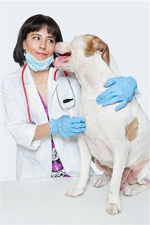 female doctor in gloves - Female veterinarian with dog over gray background Stock Photo - Premium Royalty-Free, Code: 693-06378738