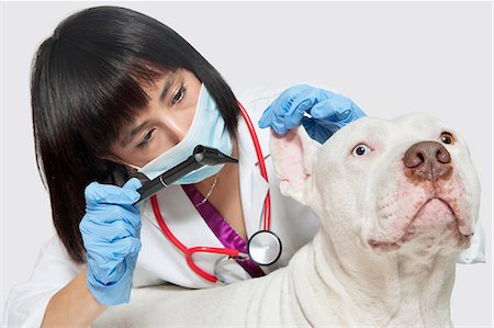 simsearch:649-06000982,k - Female veterinarian checking ear's of dog against gray background Stock Photo - Premium Royalty-Free, Code: 693-06378730