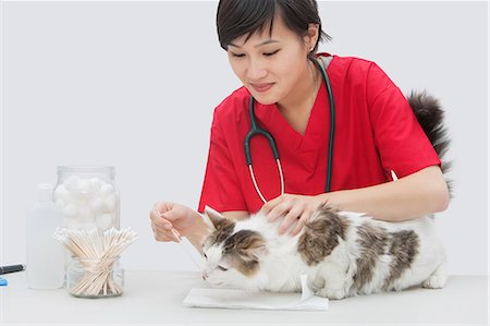 domestic - Vétérinaire femme asiatique, nettoyage des oreilles de chat avec un coton-tige sur fond gris Photographie de stock - Premium Libres de Droits, Code: 693-06378750